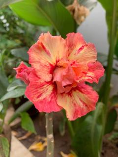 Red Adenium flower