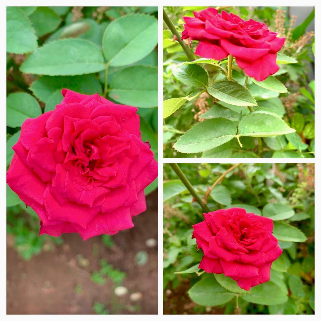 Blooming roses in garden